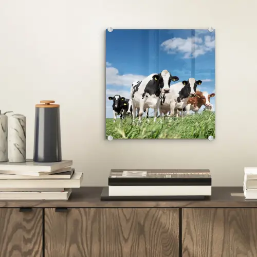 Koeien - Platteland - Weiland - Natuur - Dieren plexiglas 5mm klein -sfeer1