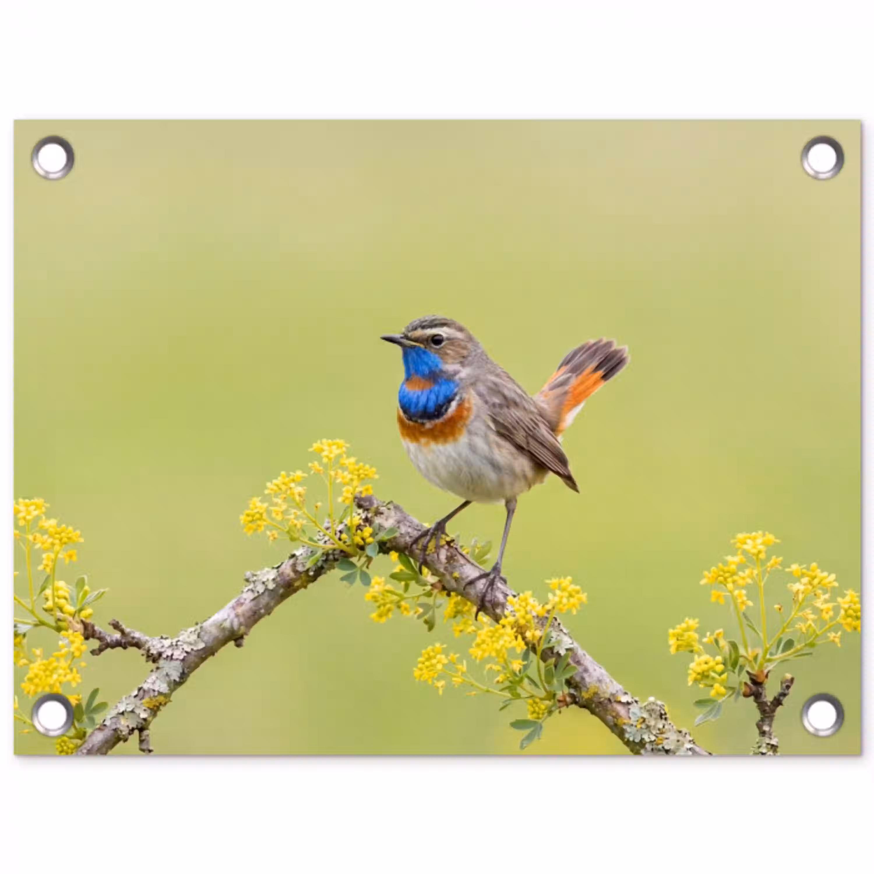Vogel - Tak - Natuur - Kleurrijk tuinposter los doek klein -3d