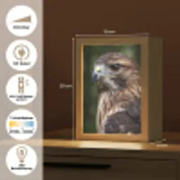 Buizerd - Roofvogel - Natuur - Bruin Light Box met kabel (Kinderlampje) klein -USP_DE