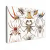 Retro - Spin - Ernst Haeckel - Spinnen canvas 2cm klein -z3d