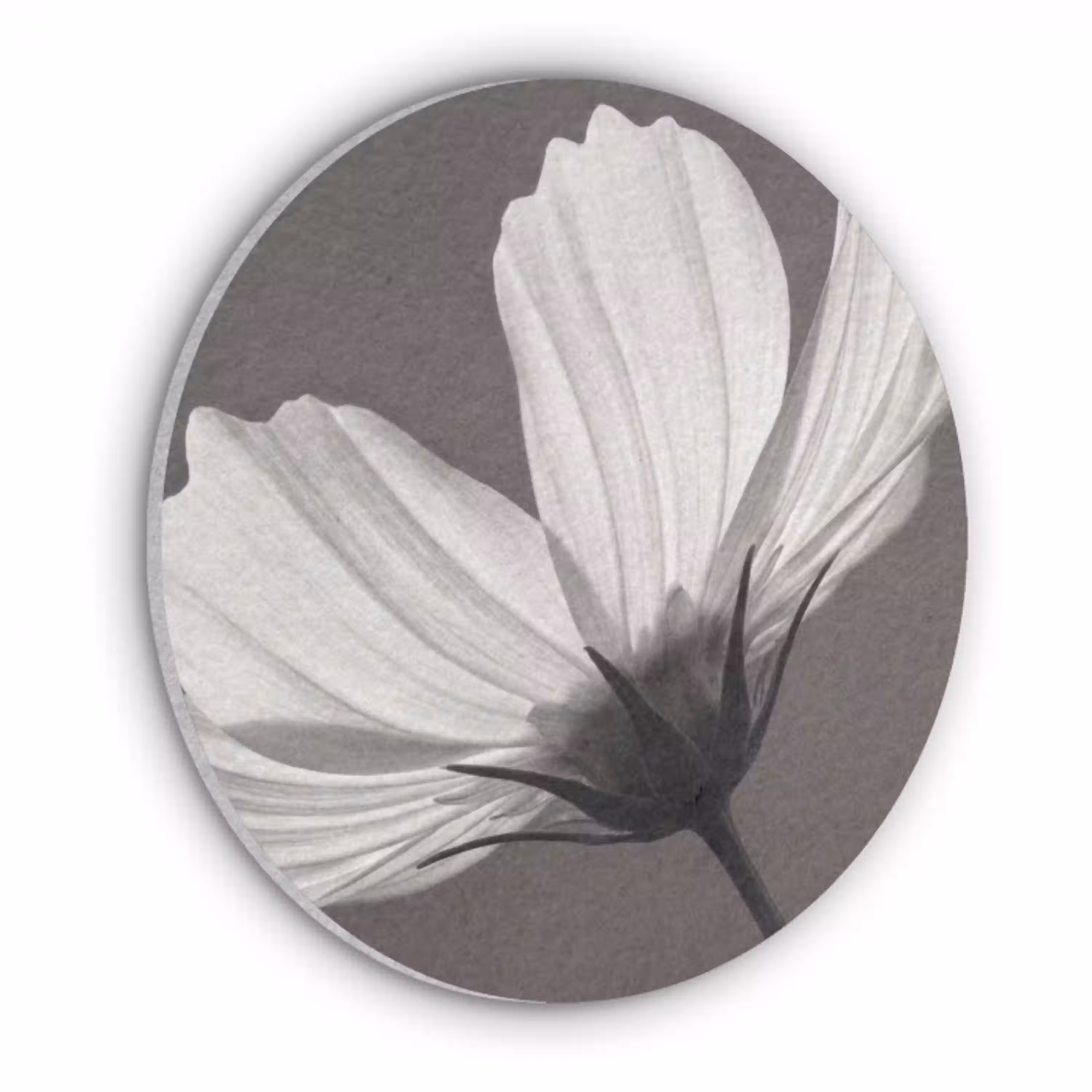 Bloem - Minimalistisch - Zwart - Wit Akoestische PET Vilt - Rond klein -3d