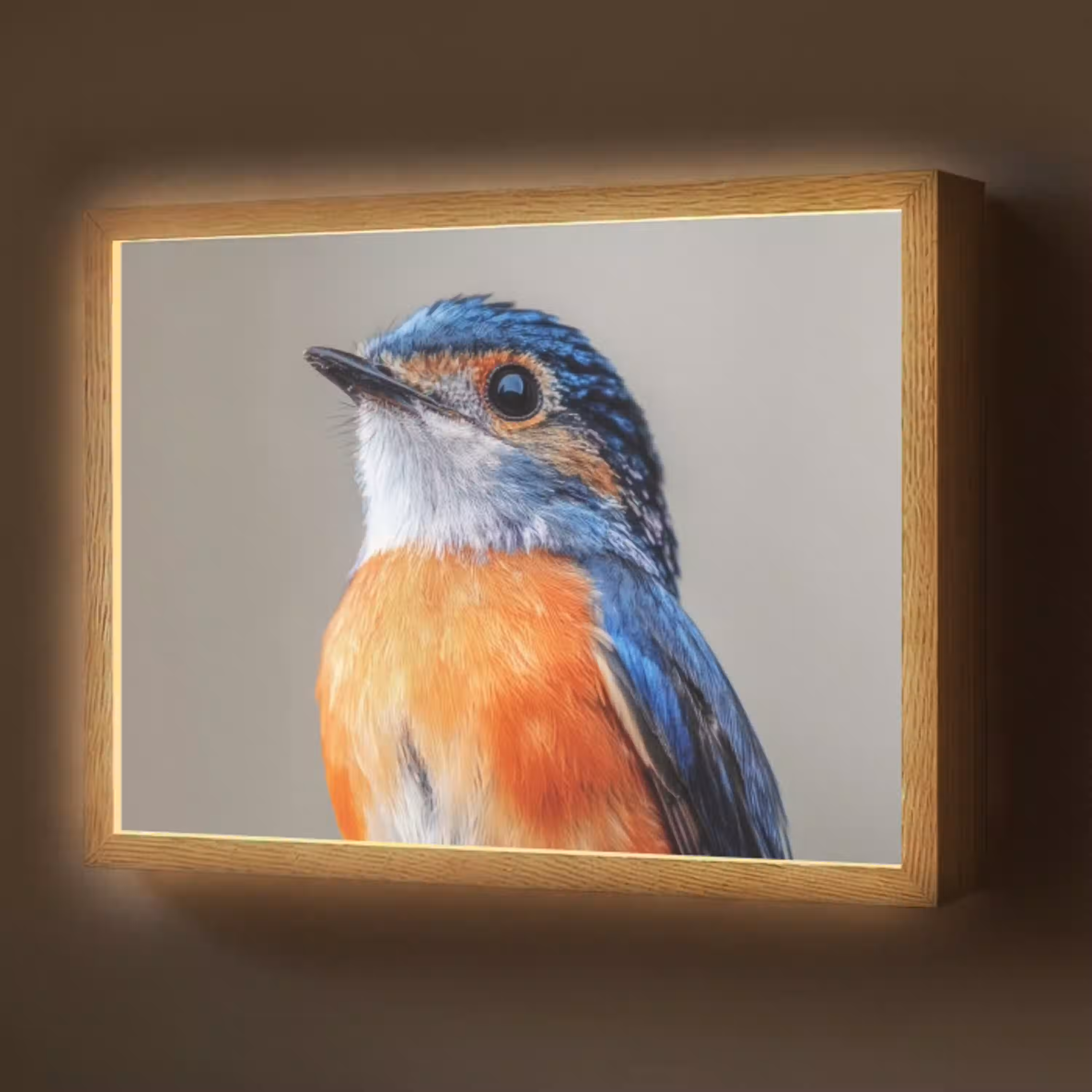 Kleurrijk - Vogeltje - Veren - Blauw Light Box met batterij (Wandlamp) middel -z3d_website