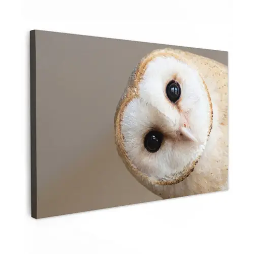 Uil - Bruin - Wit Tuinposter op houten frame 2 cm dik klein -3d