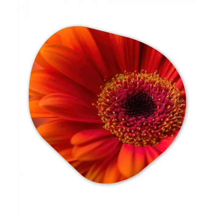 Oranje - Gerbera - Intens Wandcirkel Organisch Forex 3mm klein -3d