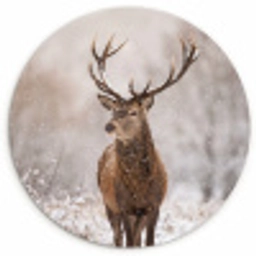 Edelhert - Bos - Sneeuw - Winter - Majestueus Wandcirkel kunststof plaat 5mm dik klein -3d