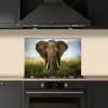 Olifant - Natuur - Gras - Dieren - Landschap keuken achterwand spatscherm klein -sfeer1