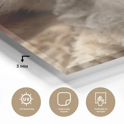 Schaap - Oog - Wit plexiglas 5mm klein -sfeer2