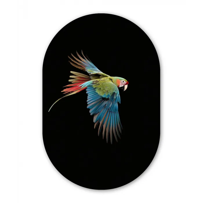 Papegaai - Kleurrijk - Vleugels - Sierlijk Wandcirkel Ovaal Glas middel -3d