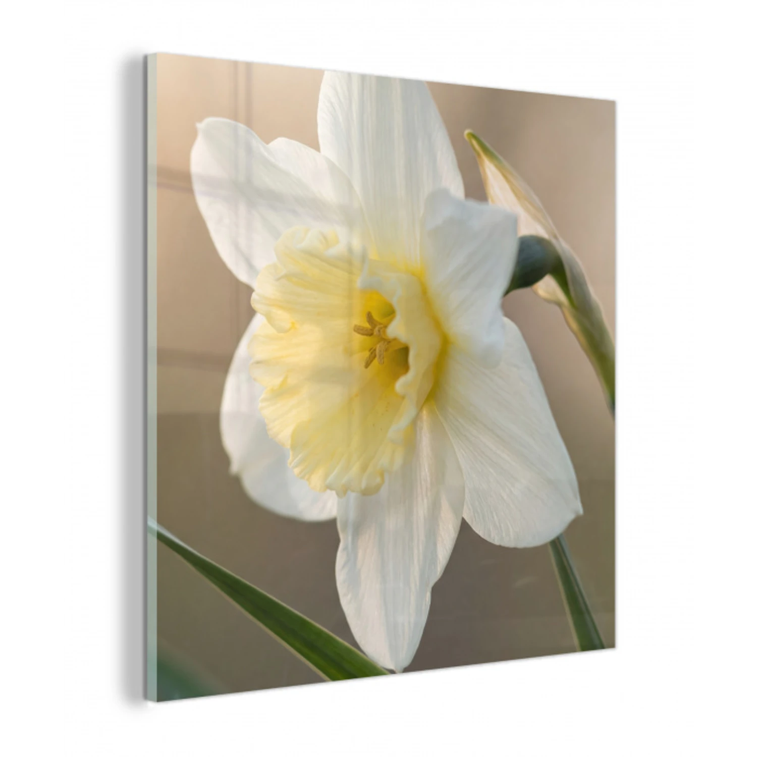 Narcis - Bloem - Minimalistisch plexiglas 5mm klein -z3d