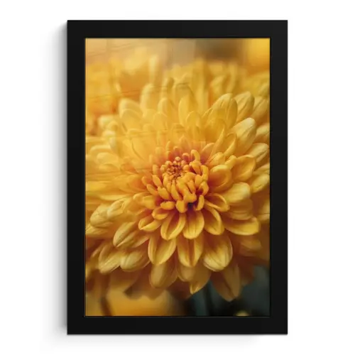 Geel - Chrysant - Zachtheid fotolijst zwart zonder passe partout klein -3d