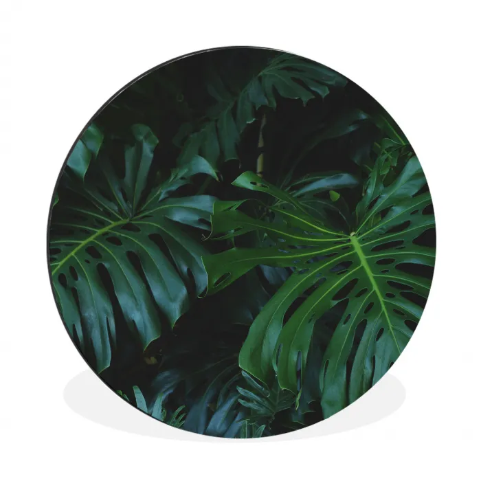 Monstera - Bladeren - Tropisch - Jungle Wandcirkel aluminium klein -3d