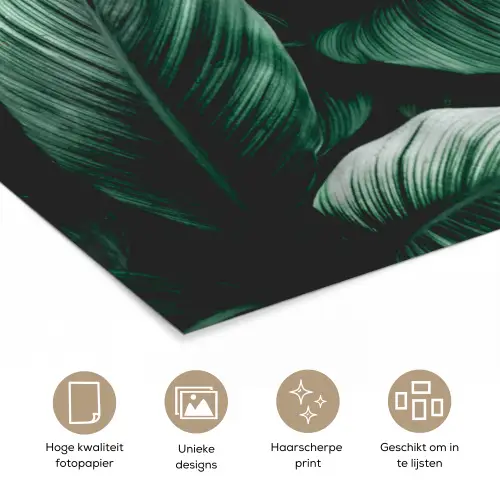 Jungle - Bladeren - Tropisch - Planten - Natuur poster papier klein -closeup_NL