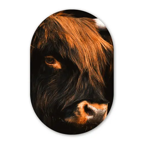 Schotse hooglander - Zwart - Koe - Hoorn - Dieren Wandcirkel Ovaal Forex klein -3d