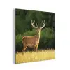 Hert - Gewei - Gras - Natuur - Dieren - Groen aluminium wit klein -3d