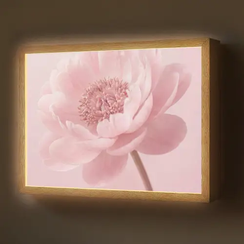 Bloem - Pioenroos - Roze Light Box met batterij (Wandlamp) middel -z3d_website