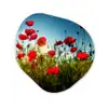 Klaprozen - Toscane - Zon - Rood - Blauw Wandcirkel Organisch Forex 3mm klein -3d