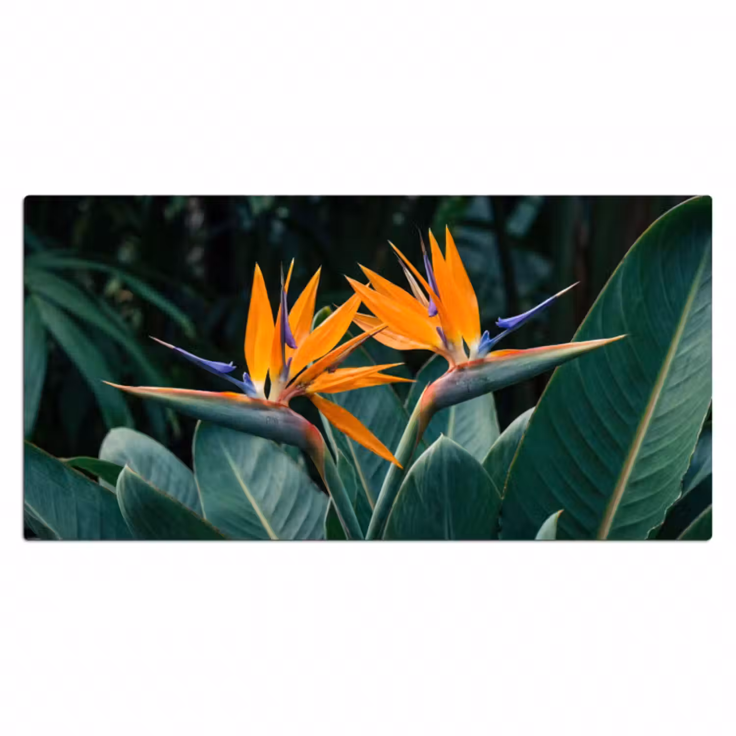 Schreibtischunterlage - Paradiesvogel - Blume - Exotisch
