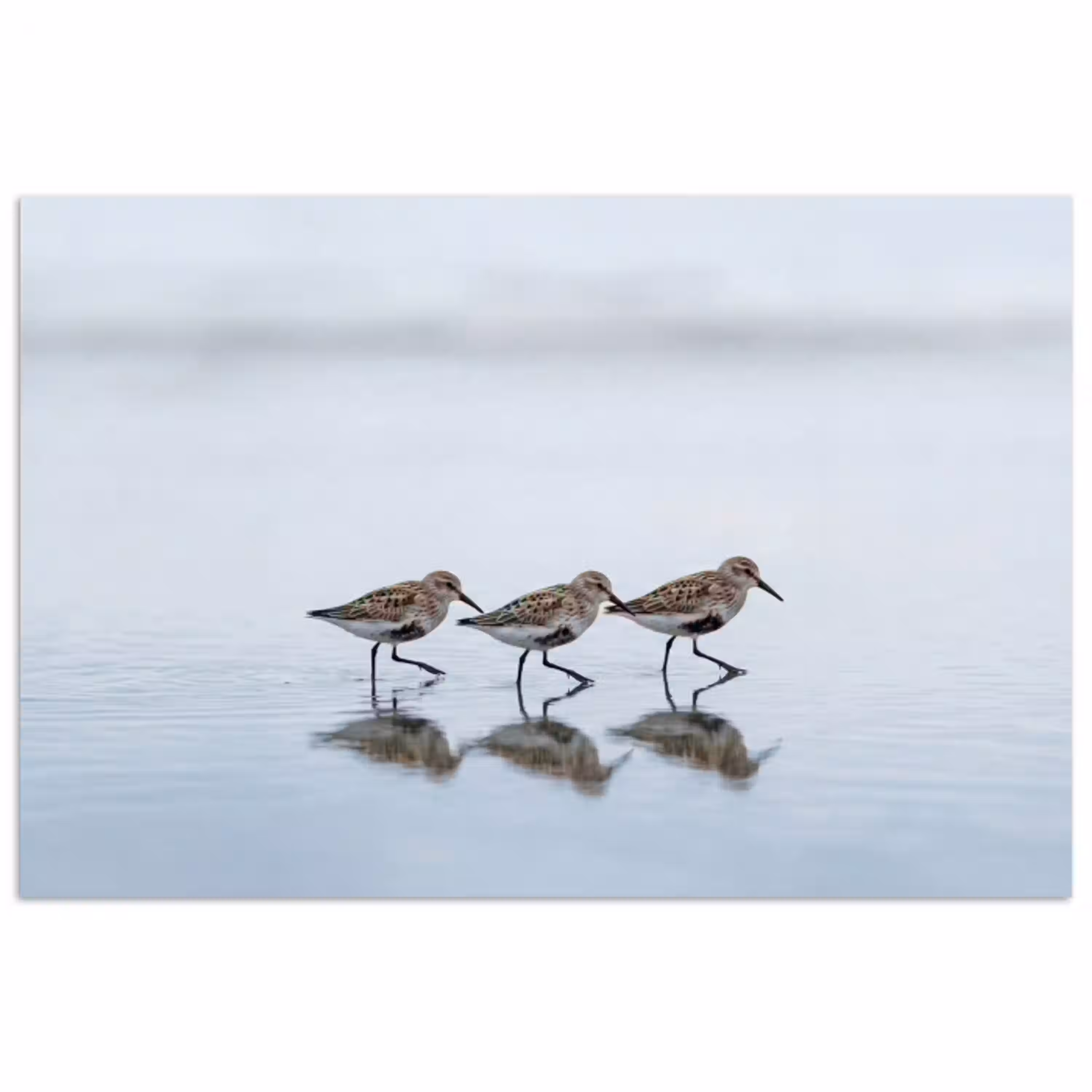 Vogels - Water - Grijs poster papier klein -3d