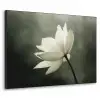 Wit - Lotus - Donker - Bloem Textielframe zwart klein -3d