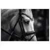 Paard - Schimmel - Portret poster papier klein -3d