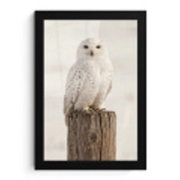 Sneeuwuil - Paal - Winter - Portret - Majestueus fotolijst zwart zonder passe partout klein -3d