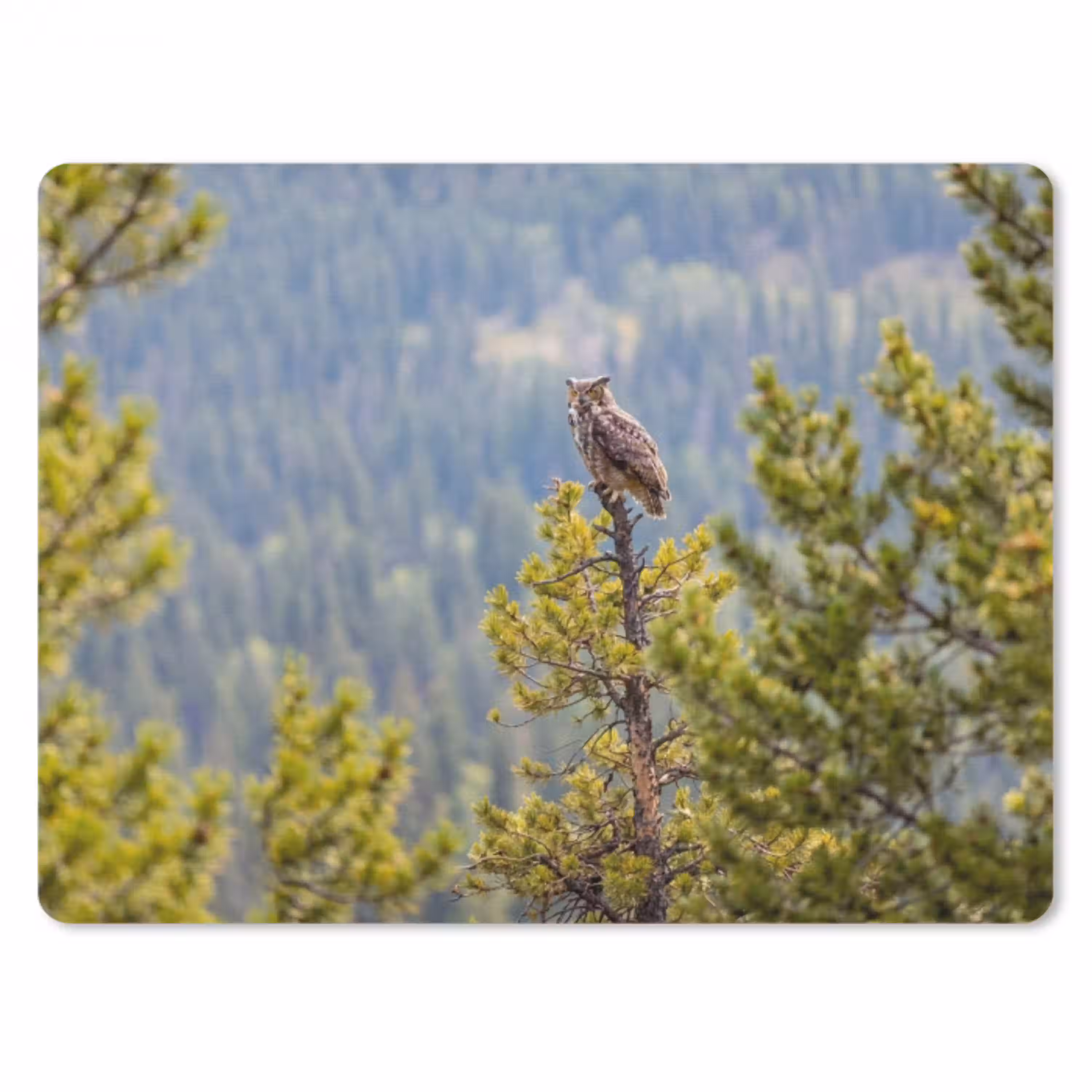 Uil - Oehoe - Bomen - Natuur muismat rubber klein -3d