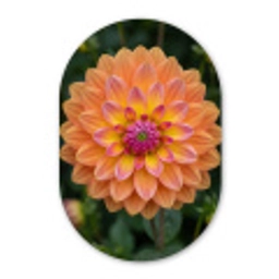 Dahlia - Bloem - Oranje Wandcirkel Ovaal Forex klein -3d