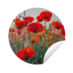 Klaproos - Bloemen - Rood - Paars - Weide Wandcirkel tuinposter met ringen klein -3d
