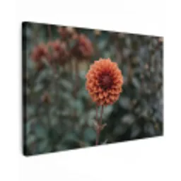Dahlia - Bloem - Natuur - Sfeervol canvas 2cm klein -z3d