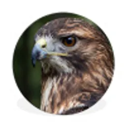 Buizerd - Roofvogel - Natuur - Bruin Wandcirkel aluminium klein -3d