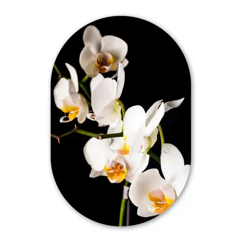 Orchidee - Bloemen - Planten - Botanisch Wandcirkel Ovaal Forex klein -3d