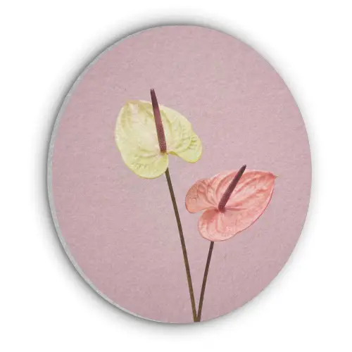 Bloemen - Anthuriums - Geel - Roze Akoestische PET Vilt - Rond klein -3d