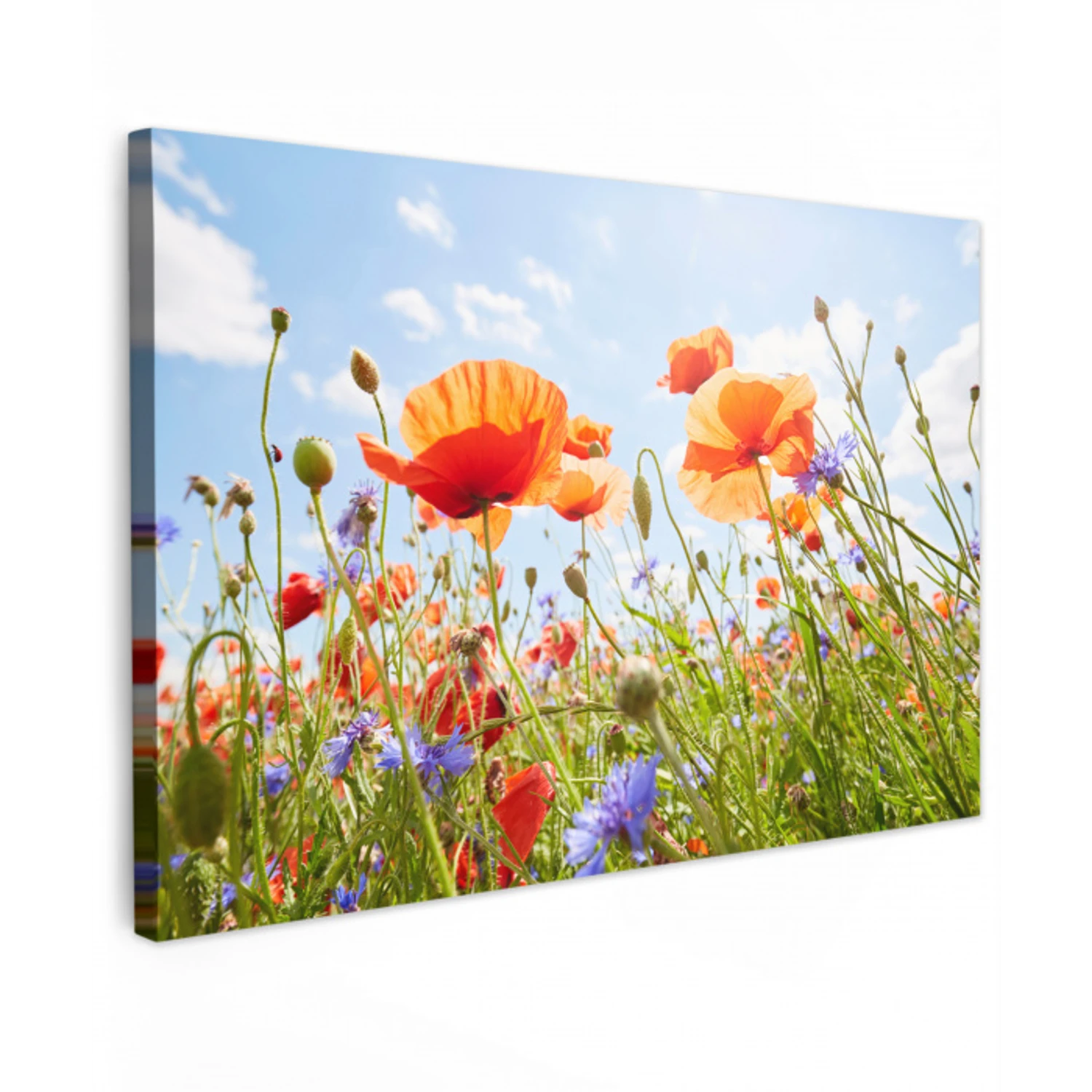 Bloemen - Klaproos - Lente - Natuur - Rood - Blauw Tuinposter op houten frame 2 cm dik klein -3d