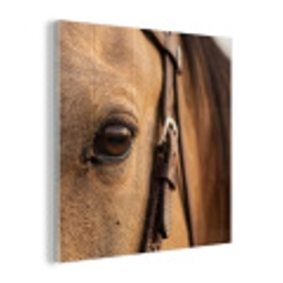 Paard - Oog - Bruin plexiglas 5mm klein -z3d