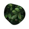Sparrentakken - Knoppen - Naalden - Groen Wandcirkel Organisch Forex 3mm klein -3d