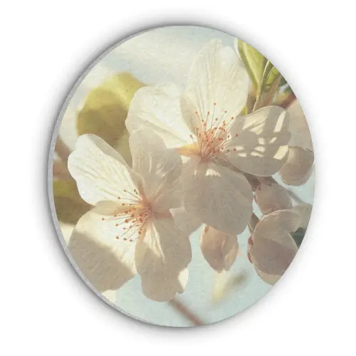 Bloesems - Wit - Zonnestralen -  Bloemblaadjes Akoestische PET Vilt - Rond klein -3d