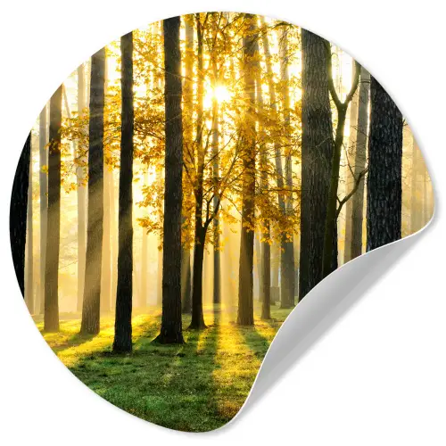 Bos - Zon - Bomen - Gras - Landschap  - Natuur Wandcirkel behangsticker klein -3d
