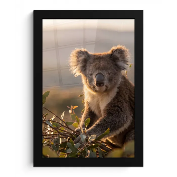 Koala - Bladeren - Ochtendlicht fotolijst zwart zonder passe partout klein -3d