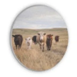 Runderen - Kudde - Landschap - Weide - Rustig Akoestische PET Vilt - Rond klein -3d
