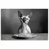 Sphynx - Kat - Dieren - Humor - Spaghetti - Zwart Wit poster papier klein -3d