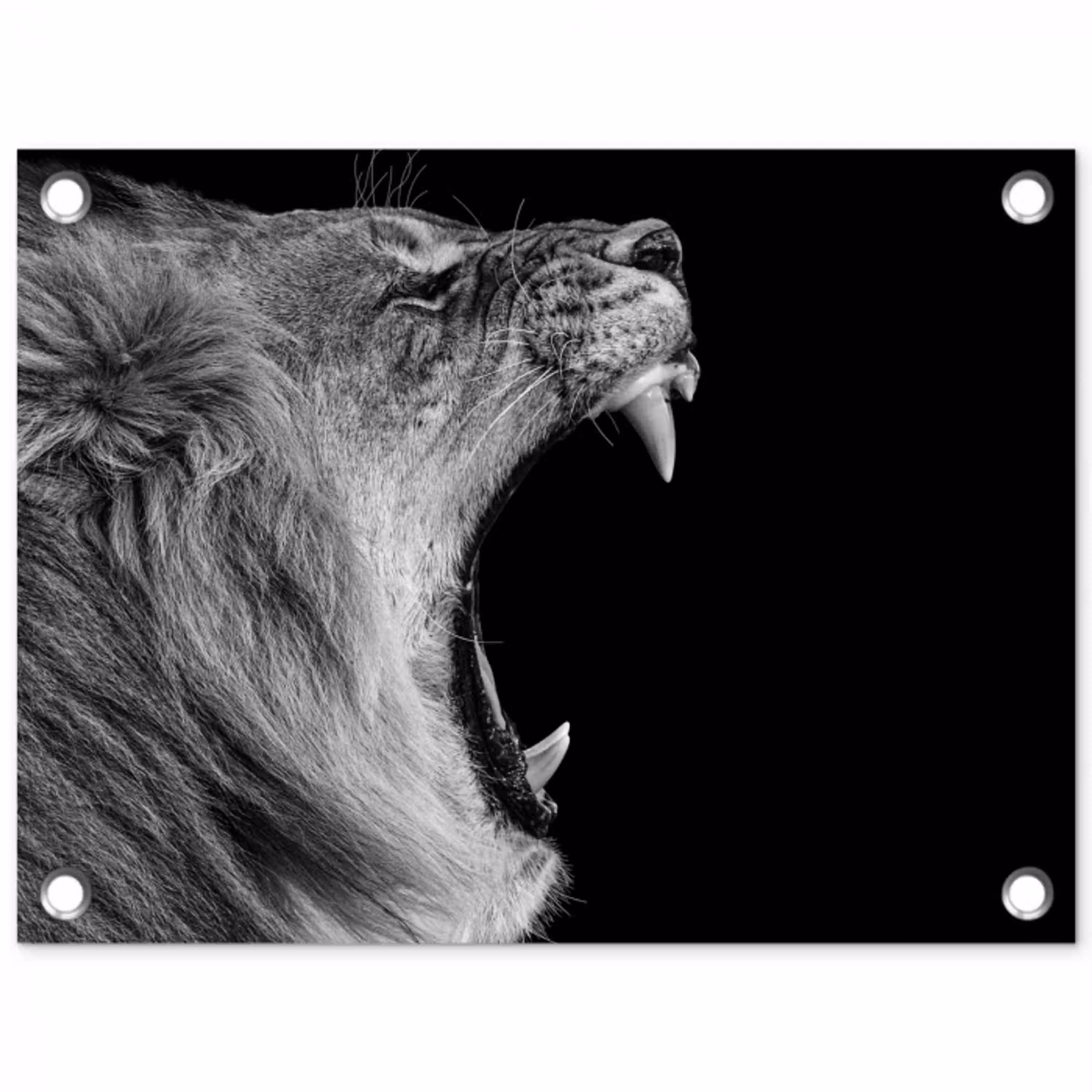 Dieren - Leeuw - Zwart - Wit - Portret tuinposter los doek klein -3d
