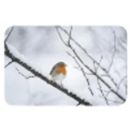 Roodborstje - Tak - Sneeuw - Winter - Levendig Badmat klein -3d
