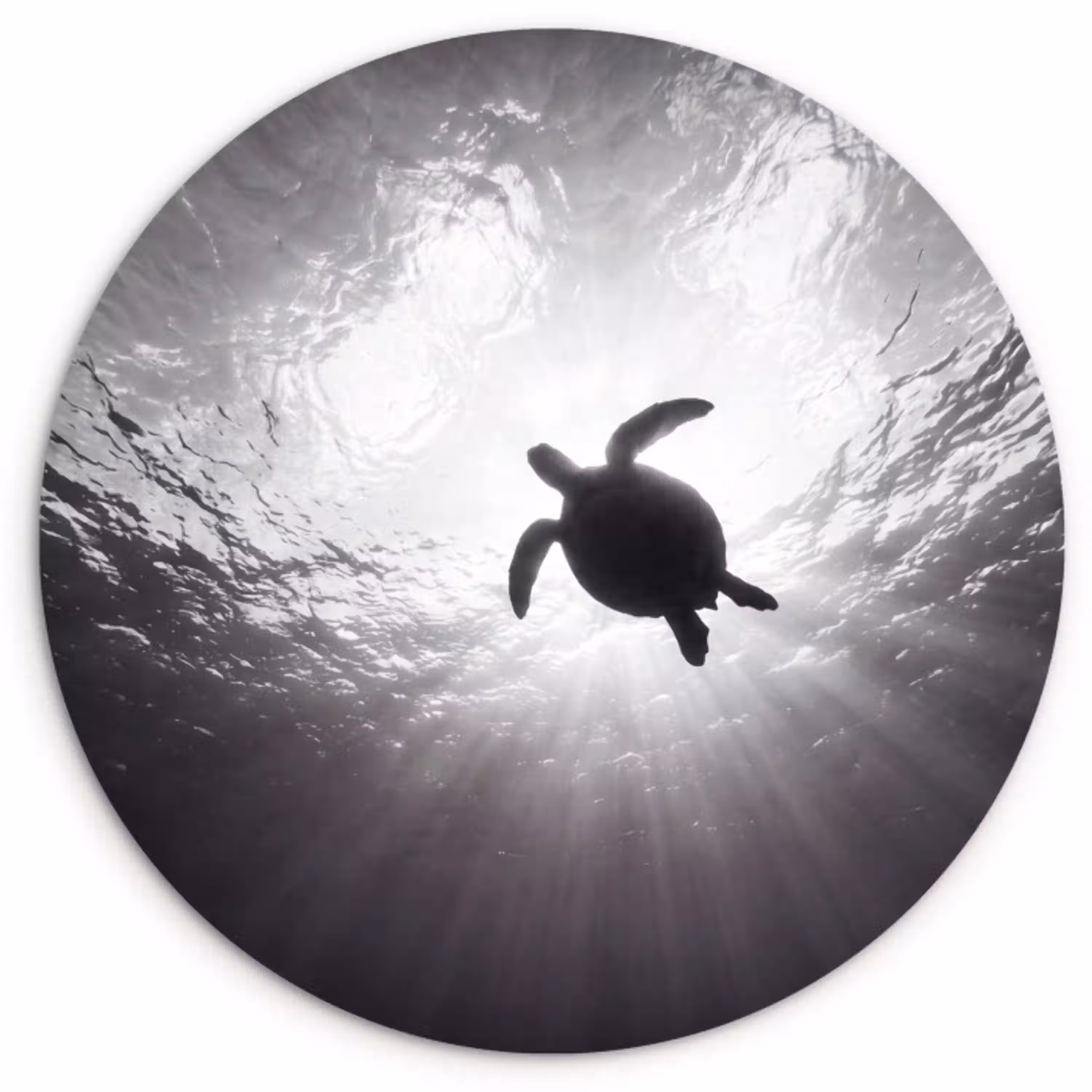 Schildpad - Onderwater - Lichtstralen - Oceaan - Zwart-wit Wandcirkel kunststof plaat 5mm dik klein -3d