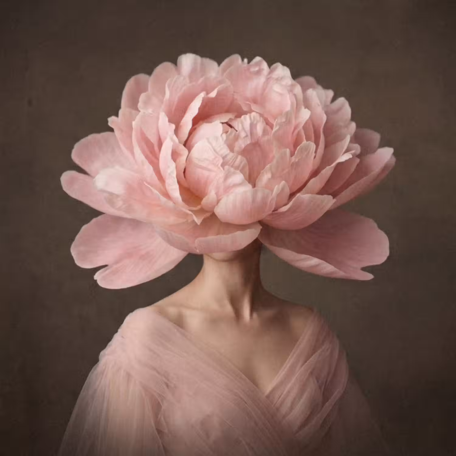 Tapete - Gesicht - Rose - Rosa