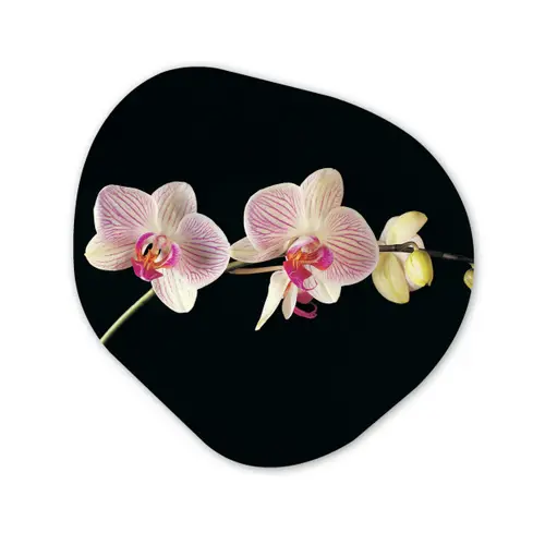 Orchidee - Bloemen - Zwart - Roze - Knoppen Wandcirkel Organisch Forex 3mm klein -3d