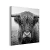 Schotse hooglander - Zwart - Wit - Gras aluminium wit klein -3d
