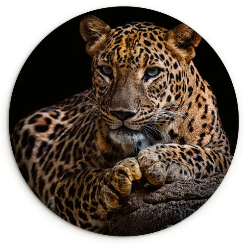 Wilde dieren - Panter - Portret - Zwart - Dieren Wandcirkel kunststof plaat 5mm dik klein -3d