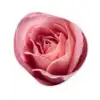 Roze - Roos - Romantisch Wandcirkel Organisch Forex 3mm klein -3d