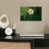 Narcis - Bloem - Wit - Grassprieten poster papier klein -sfeer1