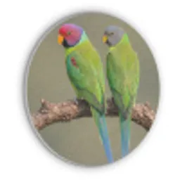 Papagaai - Tak - Natuur - Kleurrijk Akoestische PET Vilt - Rond klein -3d